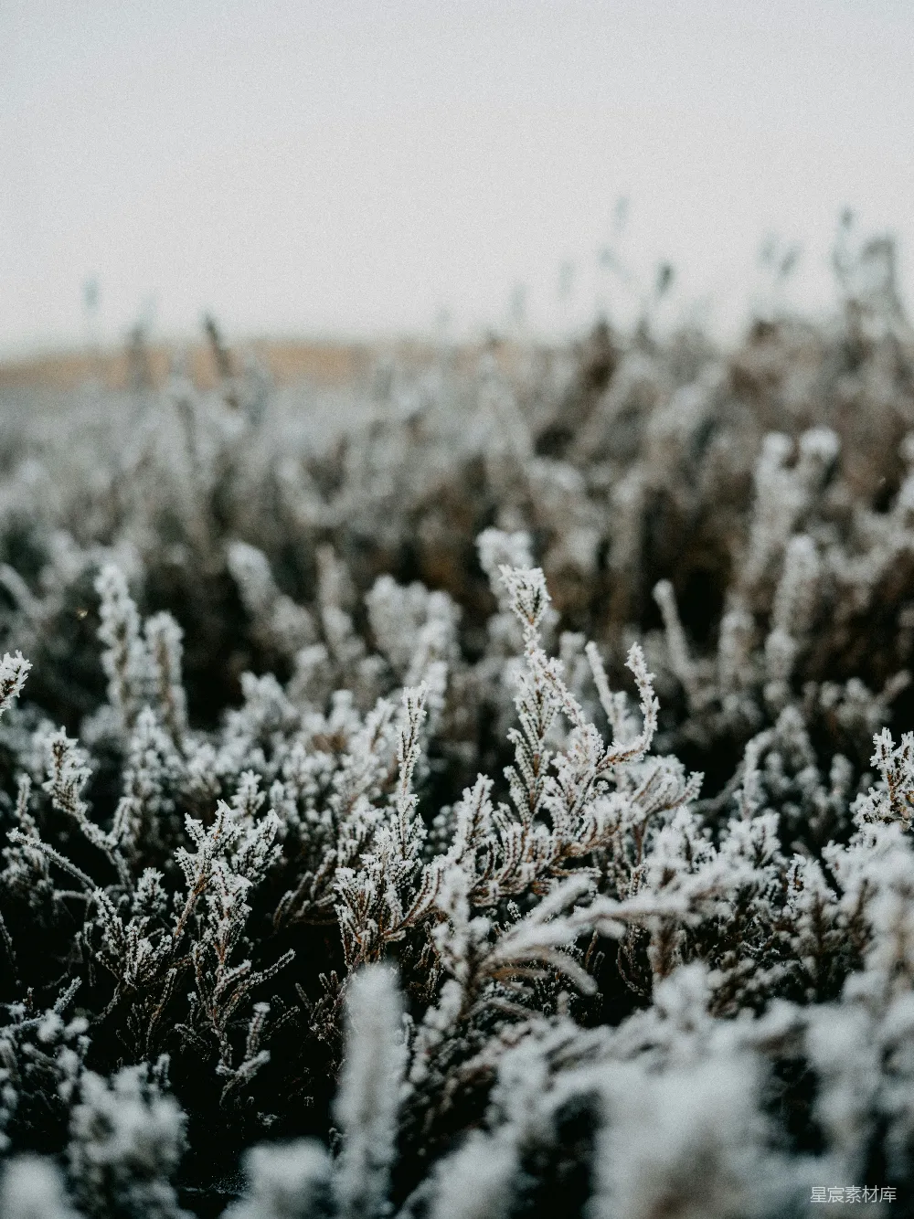 高清摄影  一簇覆盖着积雪的植物的特写