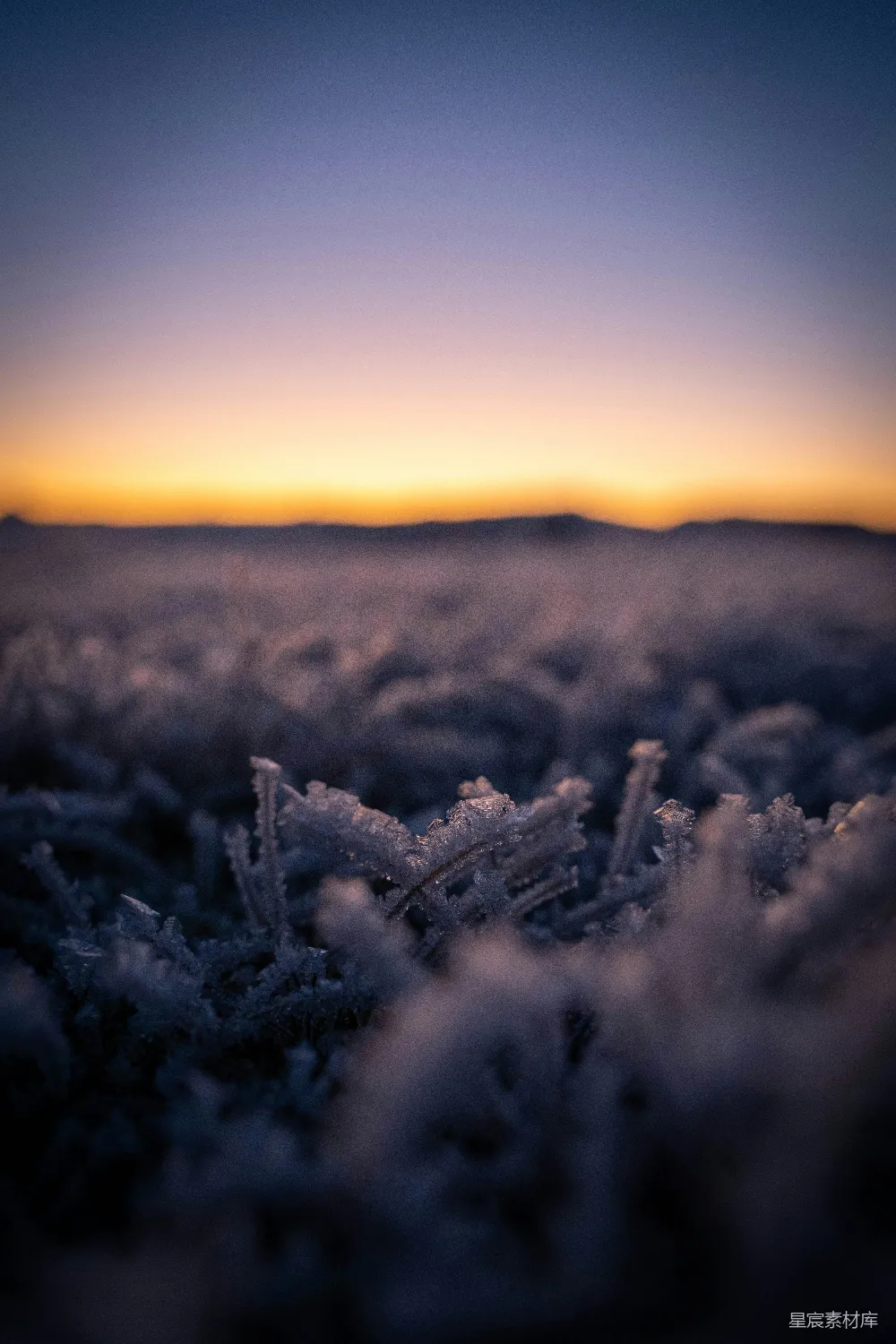 高清摄影  在夕阳下的白色草地