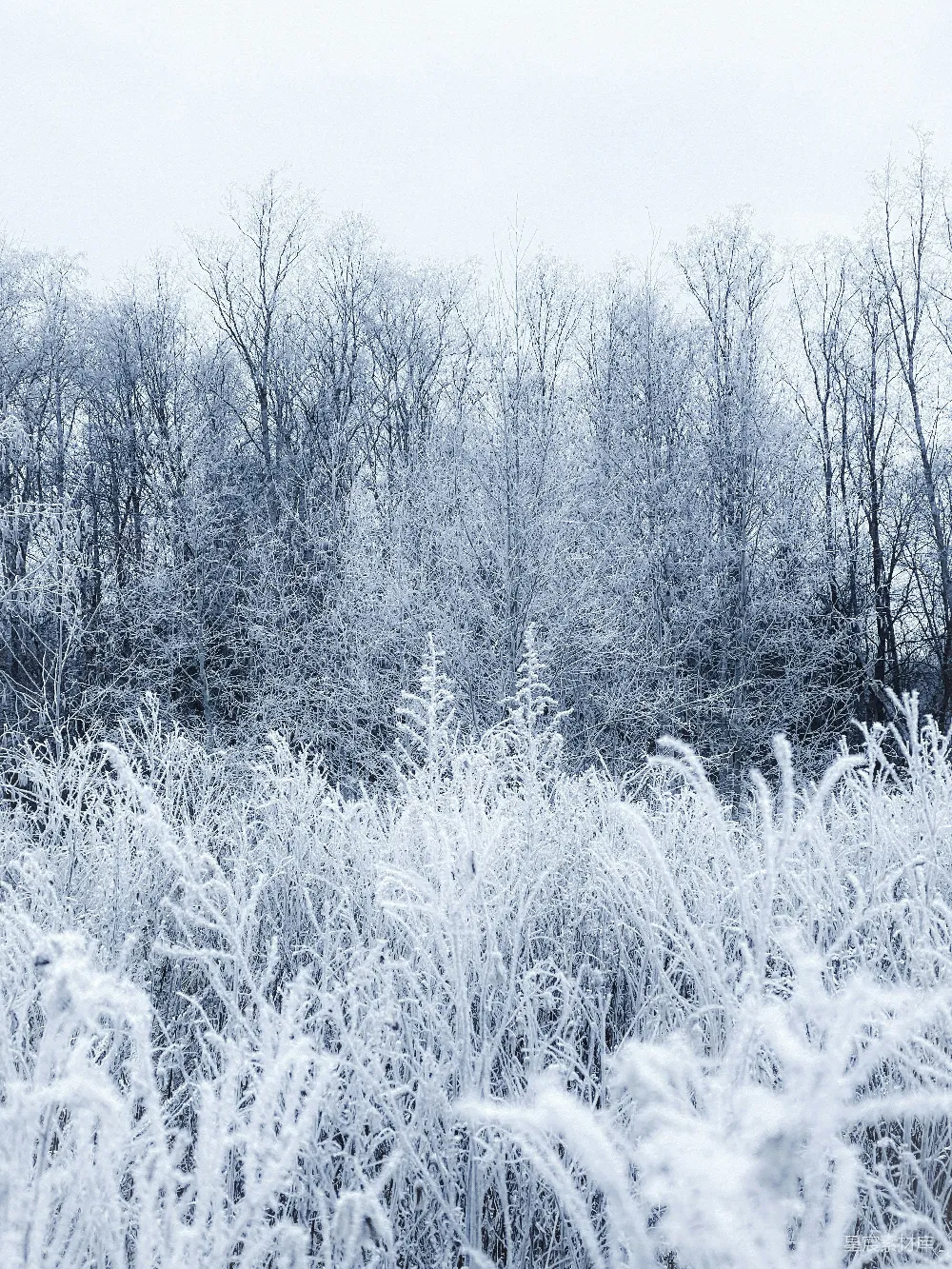 高清摄影 壁纸 自然 覆盖着积雪的田野，背景中有树木。