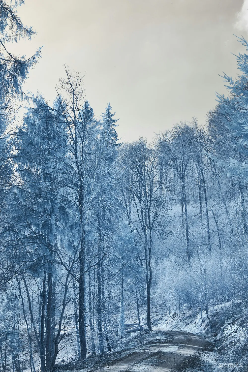 高清摄影 实验性 壁纸 一条泥泞的小路穿过一片积雪的森林