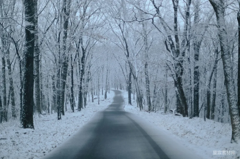 高清摄影  白天覆盖着雪的光秃秃的树之间的道路