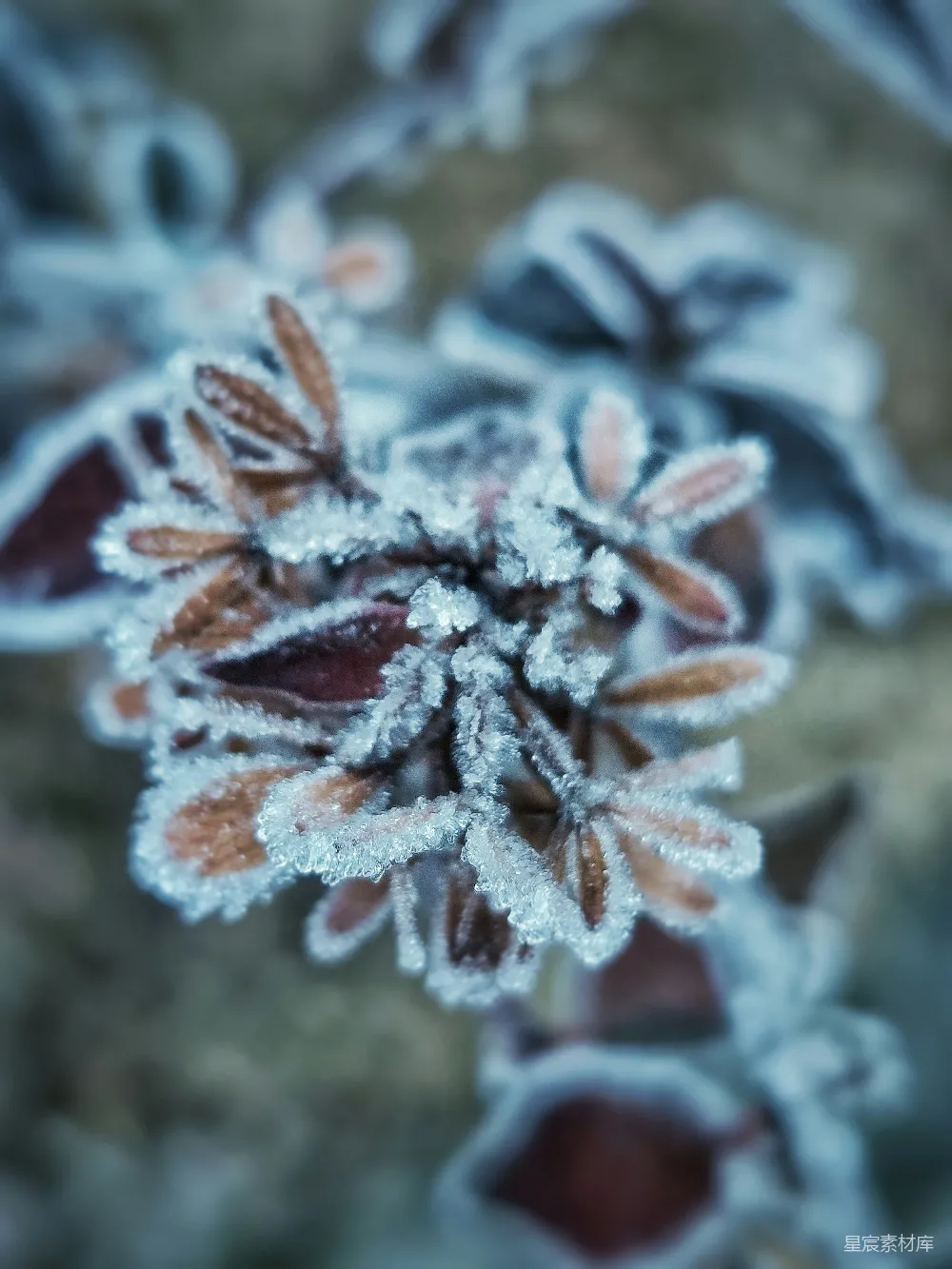 高清摄影  一朵带有霜花的特写花。