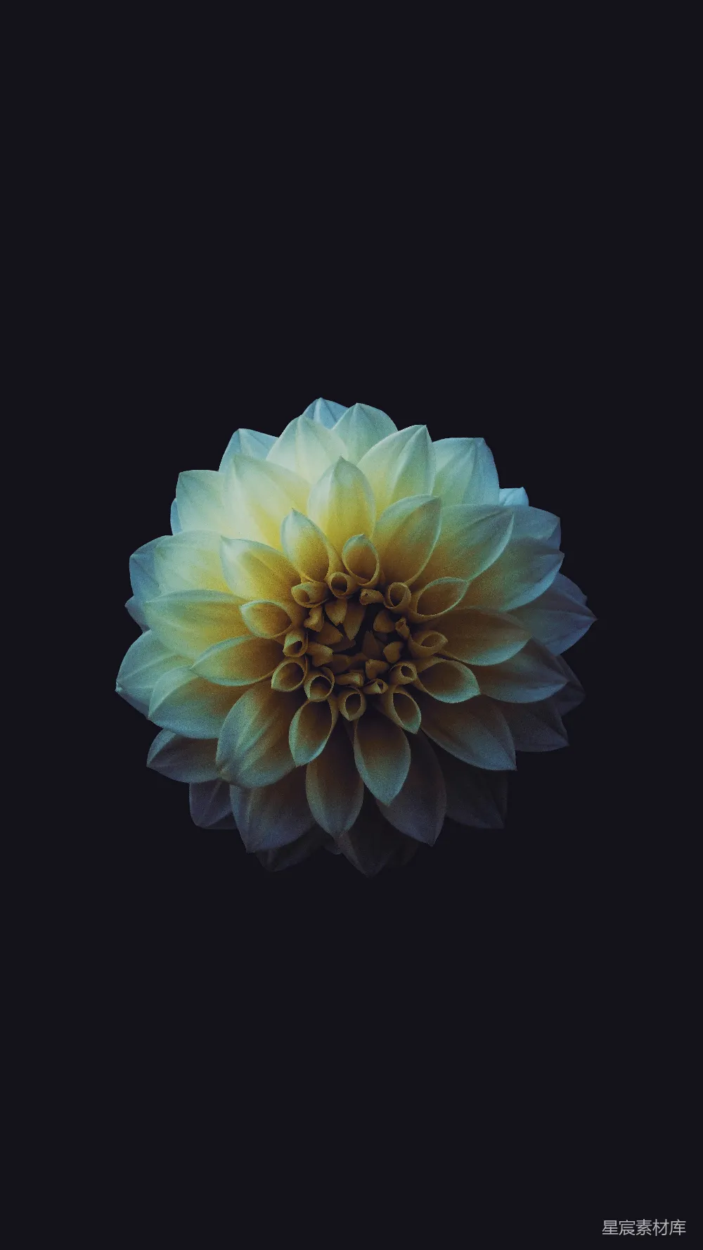 高清摄影  白花