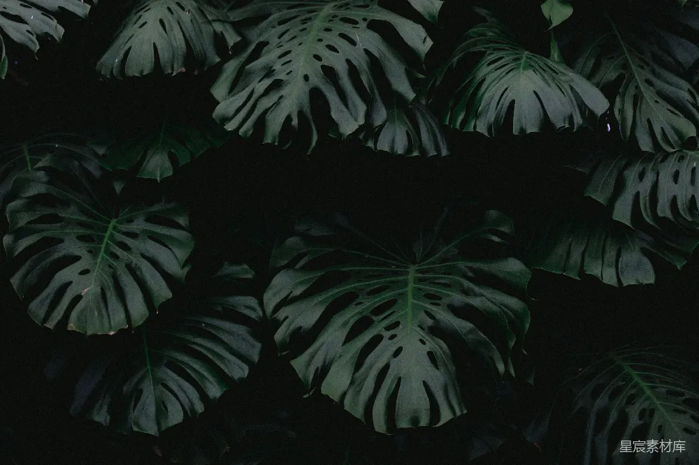 高清摄影 自然 绿色叶植物