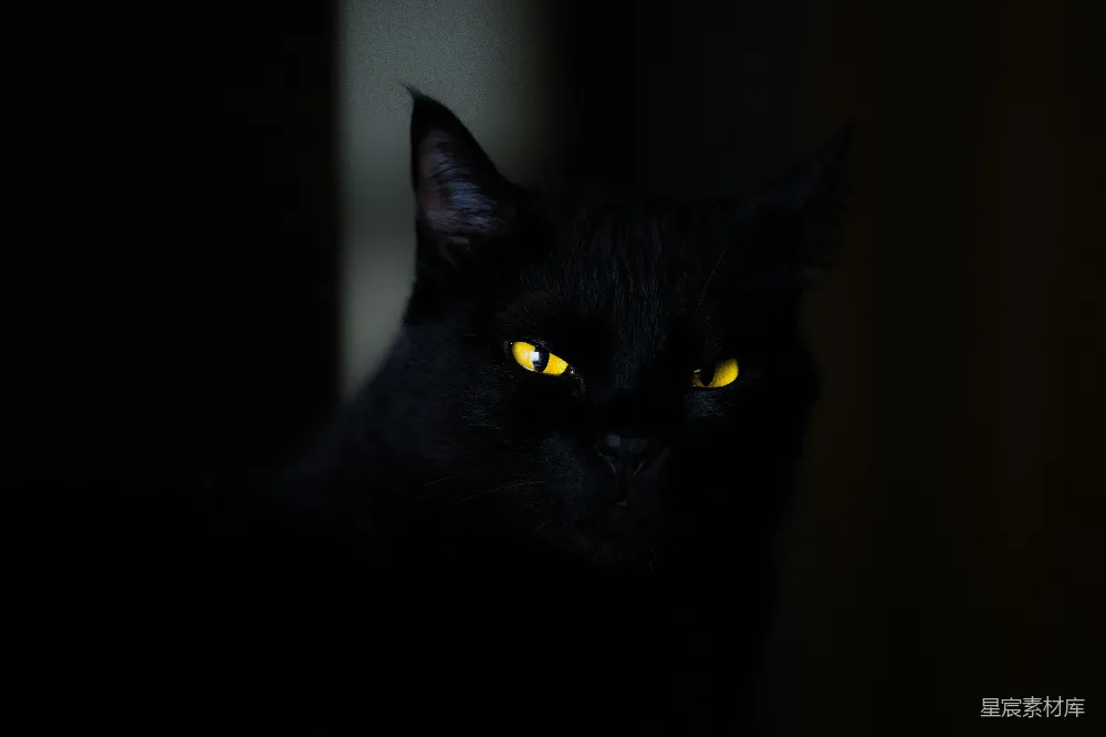 我总是想在拍照时让我的猫成为照片的主要焦点。这次我做到了。