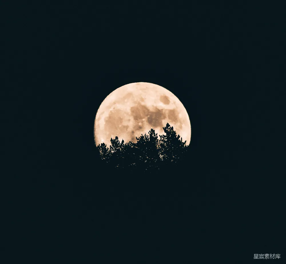 高清摄影  月亮在树的剪影后面