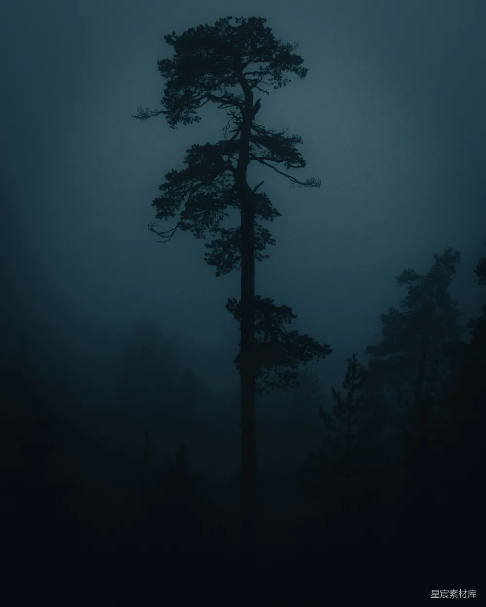 高清摄影  夜晚树木的剪影