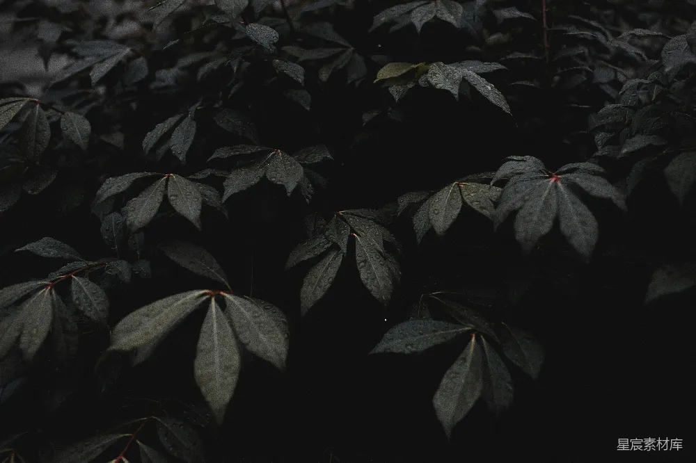 高清摄影 壁纸 自然 黑白摄影植物