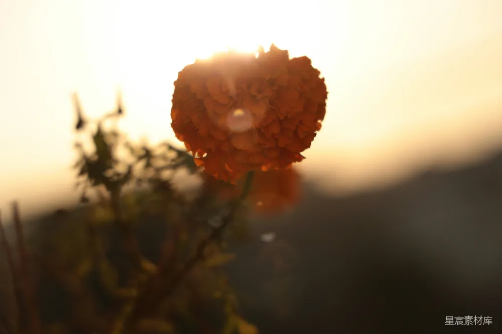 背景中有太阳的花朵特写