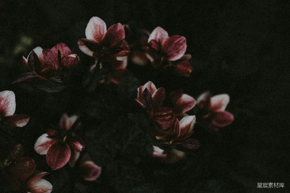 高清摄影  紫色花瓣的花