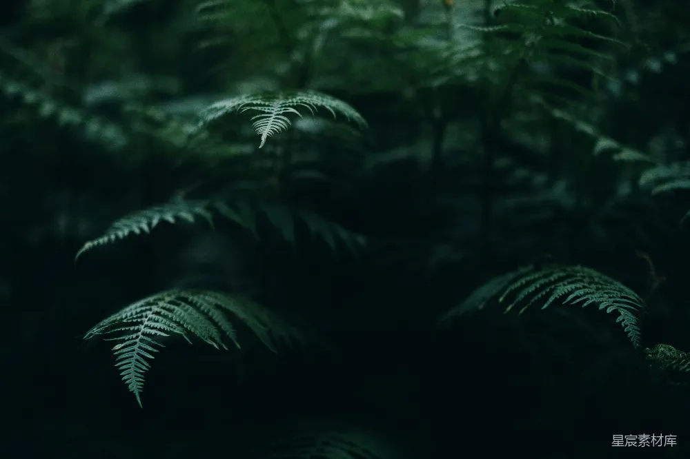 高清摄影  一片绿意盎然的森林