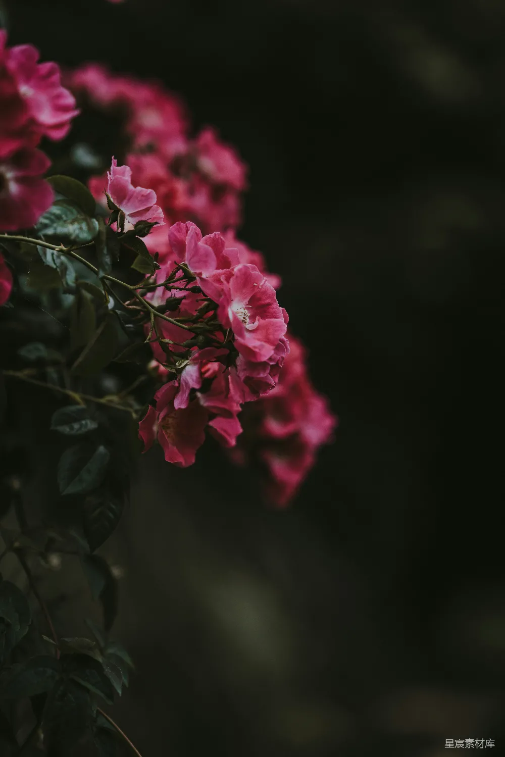 高清摄影  在选择性聚焦摄影中，红色簇状花瓣的花朵。