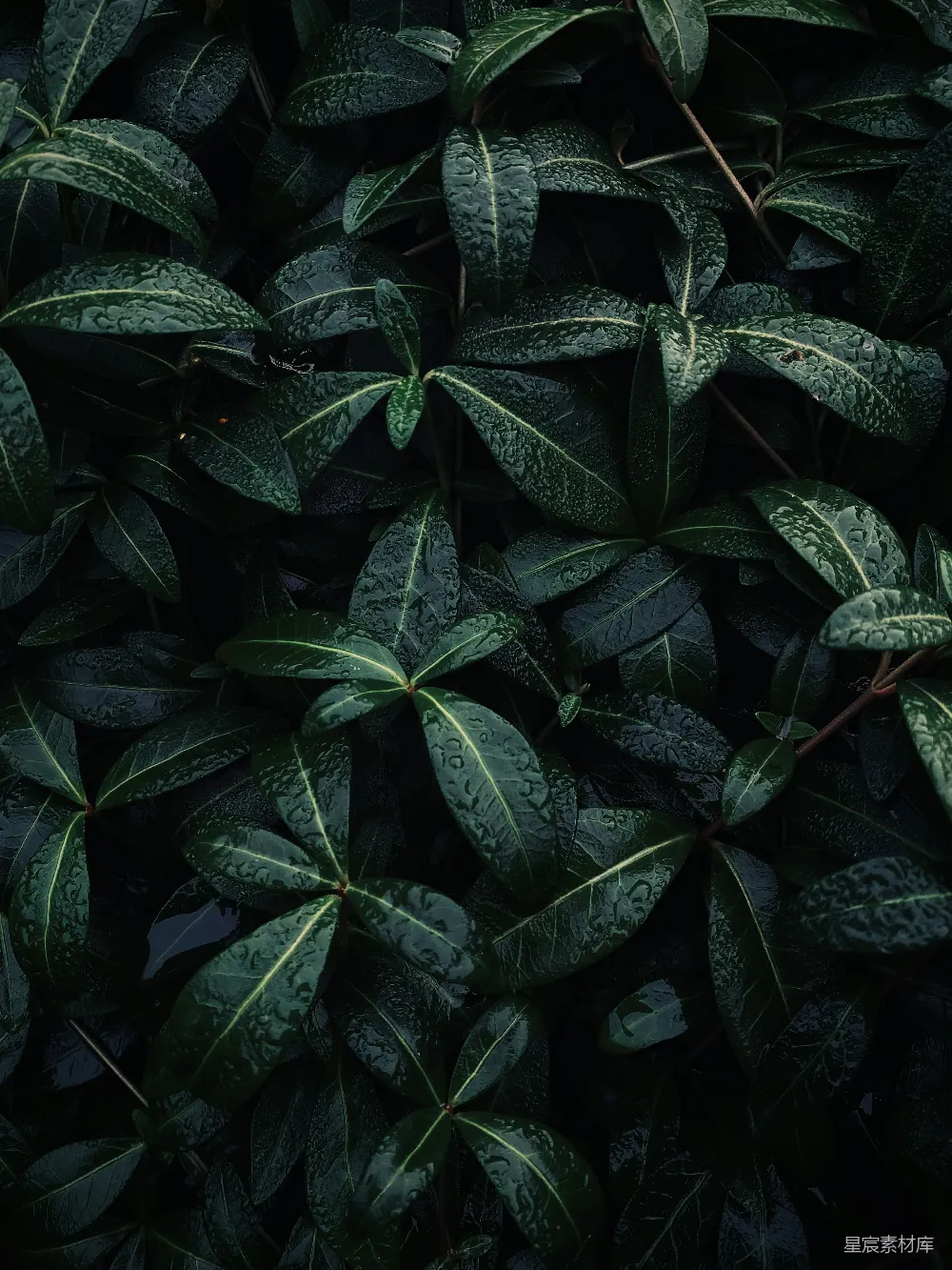高清摄影 自然 壁纸 背景图案