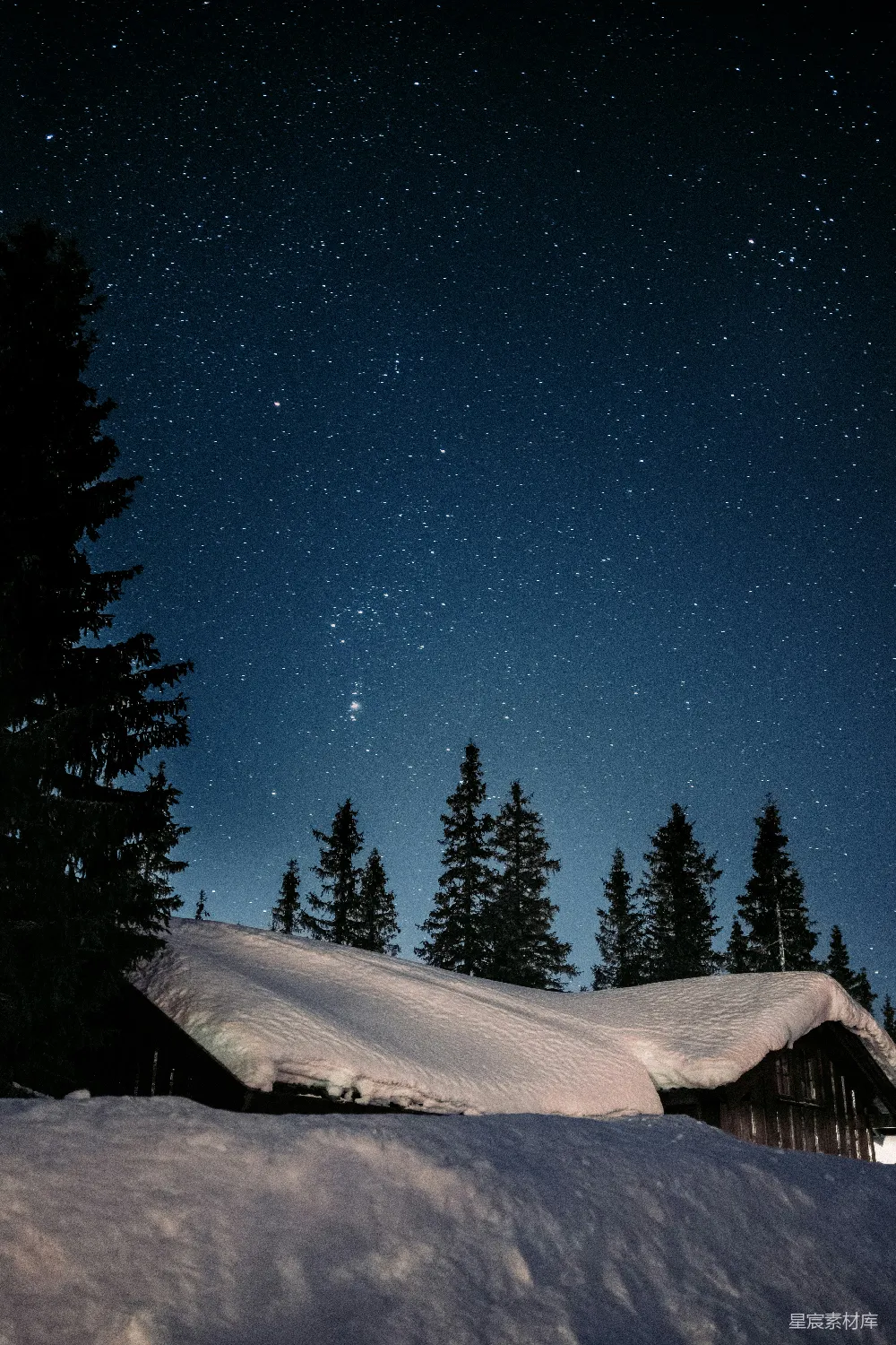 夜间覆盖着白雪的松树