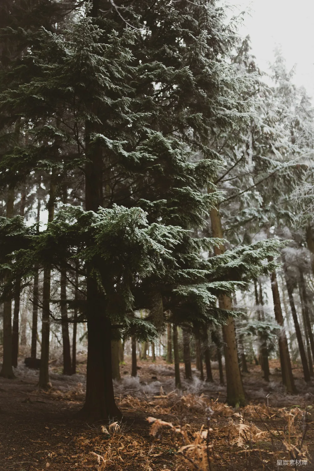 高清摄影  白天，绿树覆盖着雪。