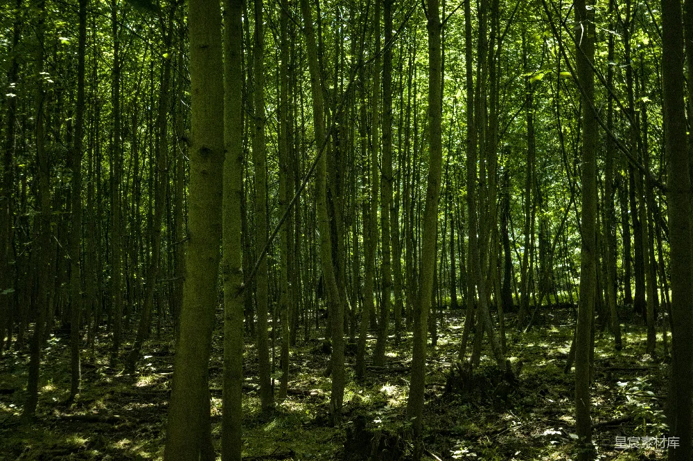 高清摄影  一片森林
