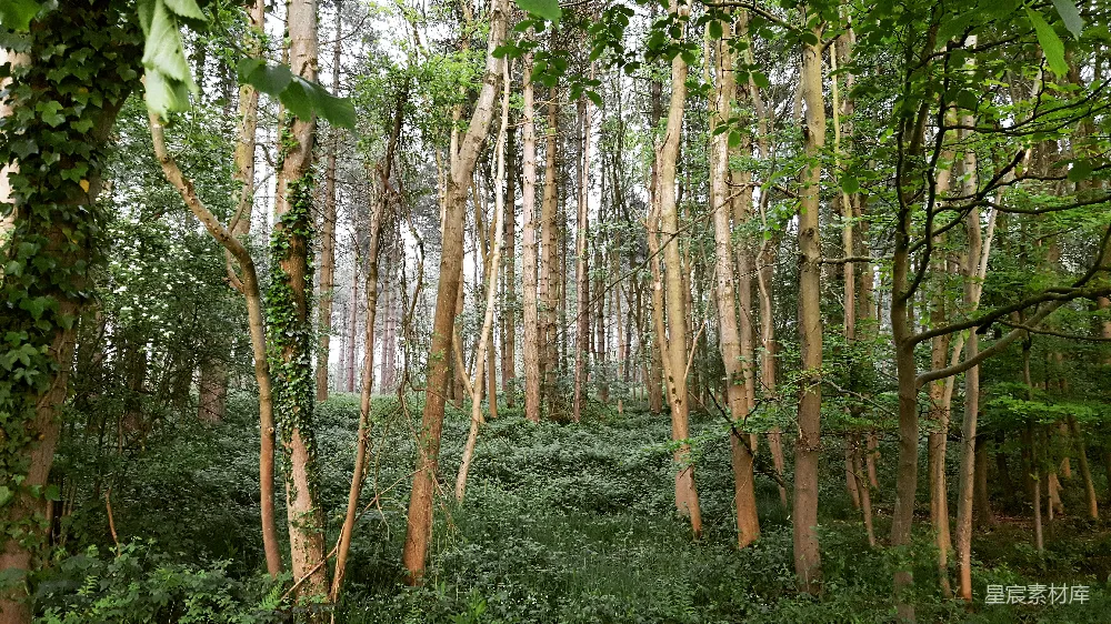 高清摄影  白天的森林