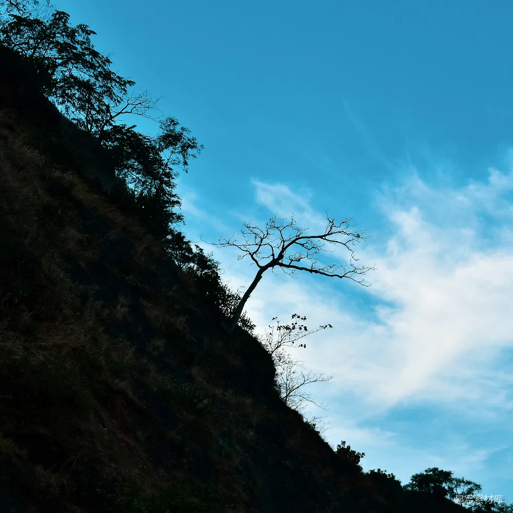 山边一棵孤树