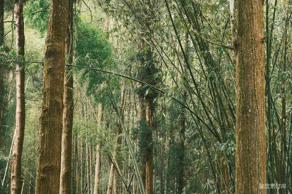高清摄影 自然 一片充满高大树木的森林