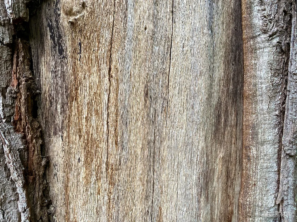 高清摄影  一张树木树皮的特写照片。