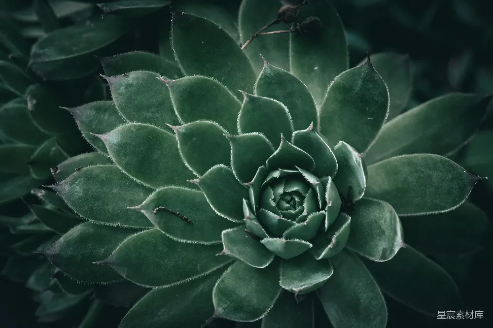 绿叶植物的特写镜头
