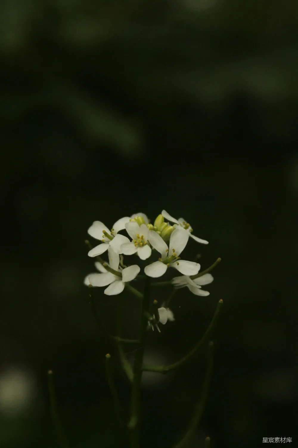 一朵小白花的特写镜头