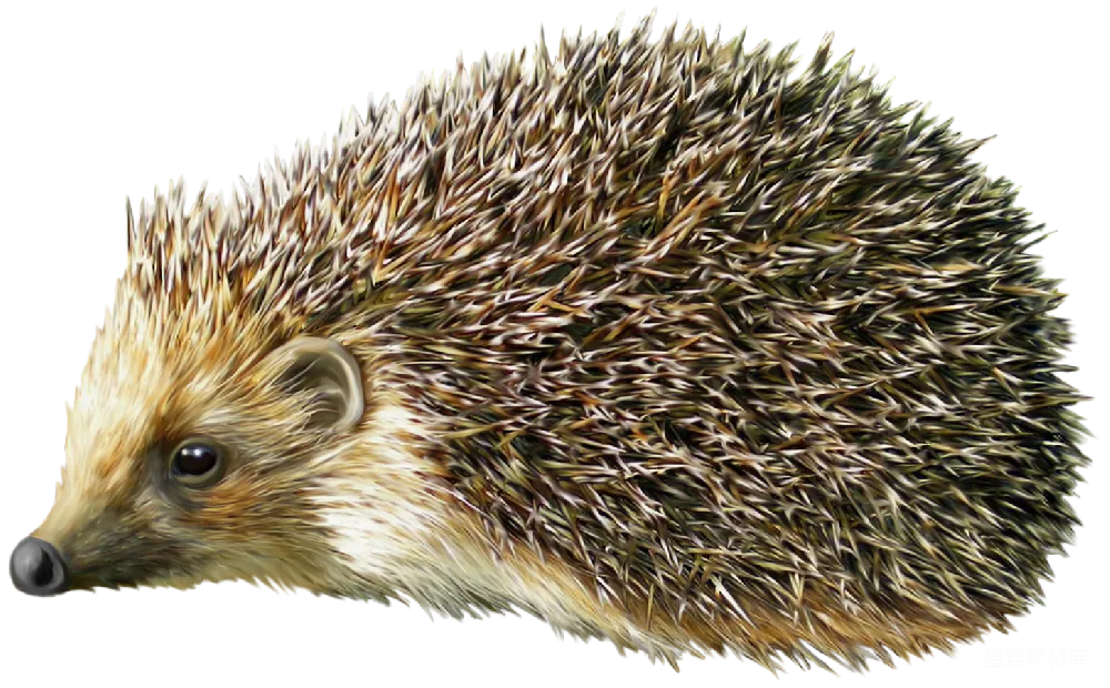 元素素材 PNG