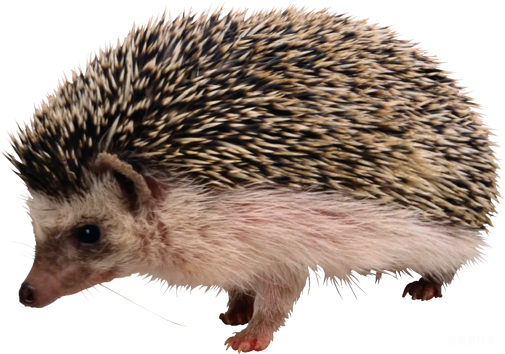 元素素材 刺猬