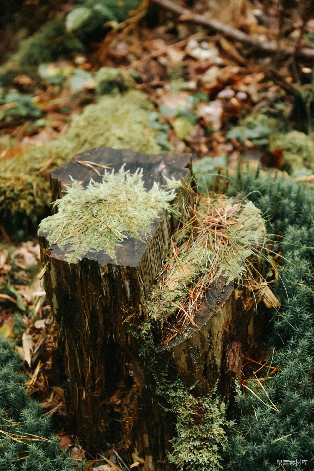 高清摄影  苔藓和松针覆盖着一个风化的树桩。