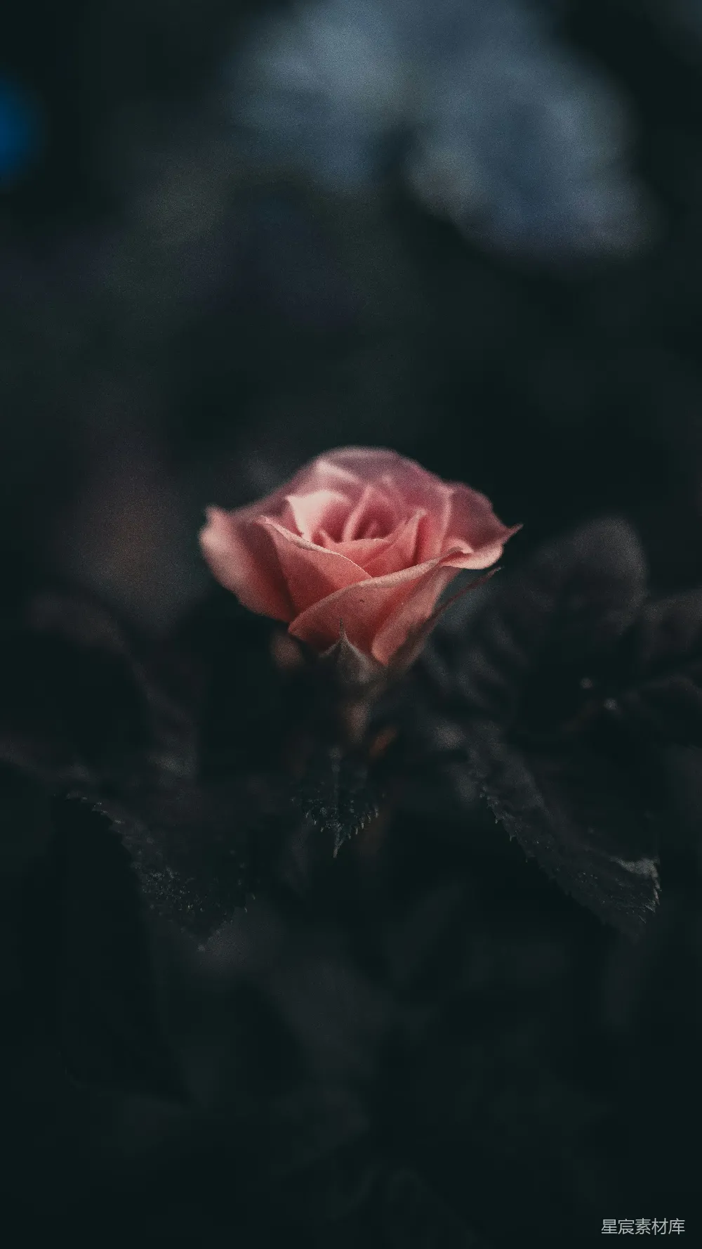高清摄影 精选摄影中的粉红色玫瑰花