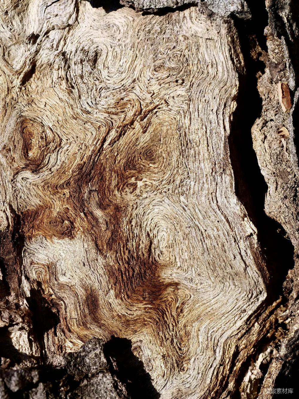 高清摄影  树皮特写，纹理复杂，表面风化明显。