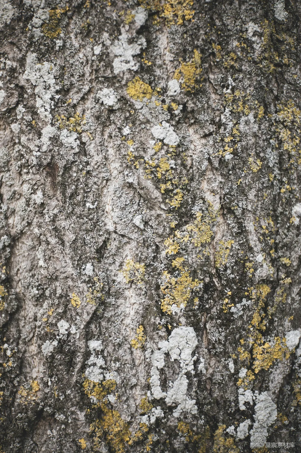 高清摄影  一张岩石的特写，岩石上覆盖着地衣和苔藓。