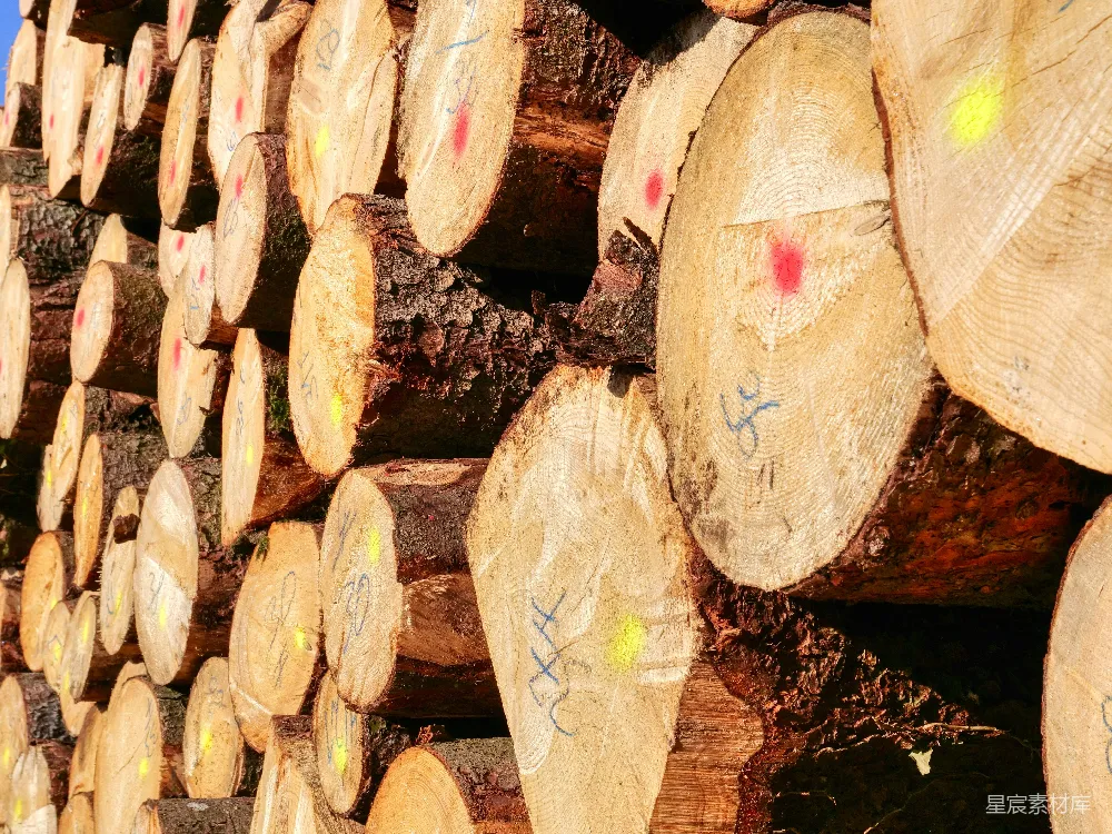 高清摄影  树干
