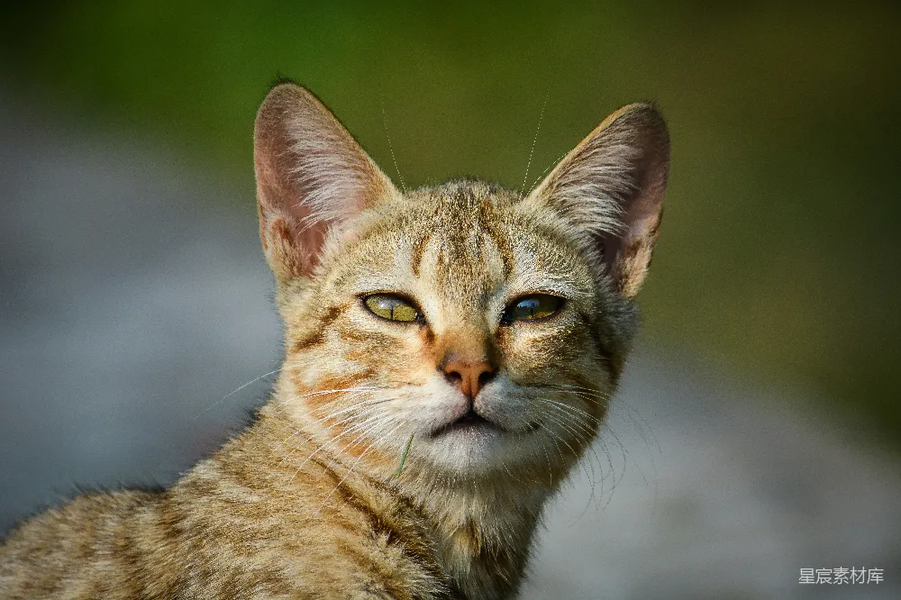 聚焦拍摄的橘色花斑猫照片