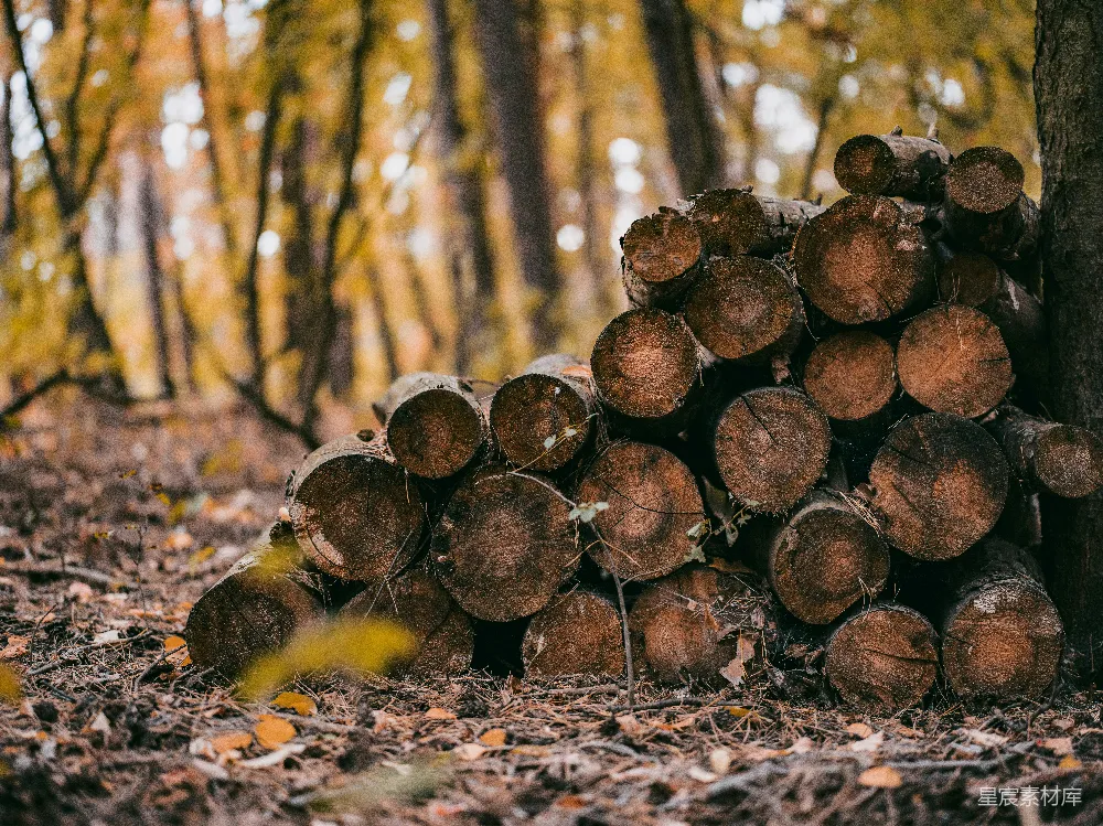 高清摄影 自然 一堆被砍伐的树木