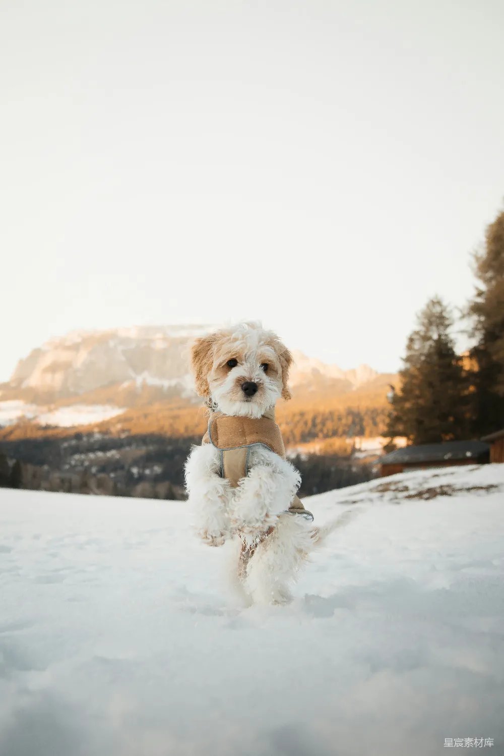 一只小白狗站在雪中