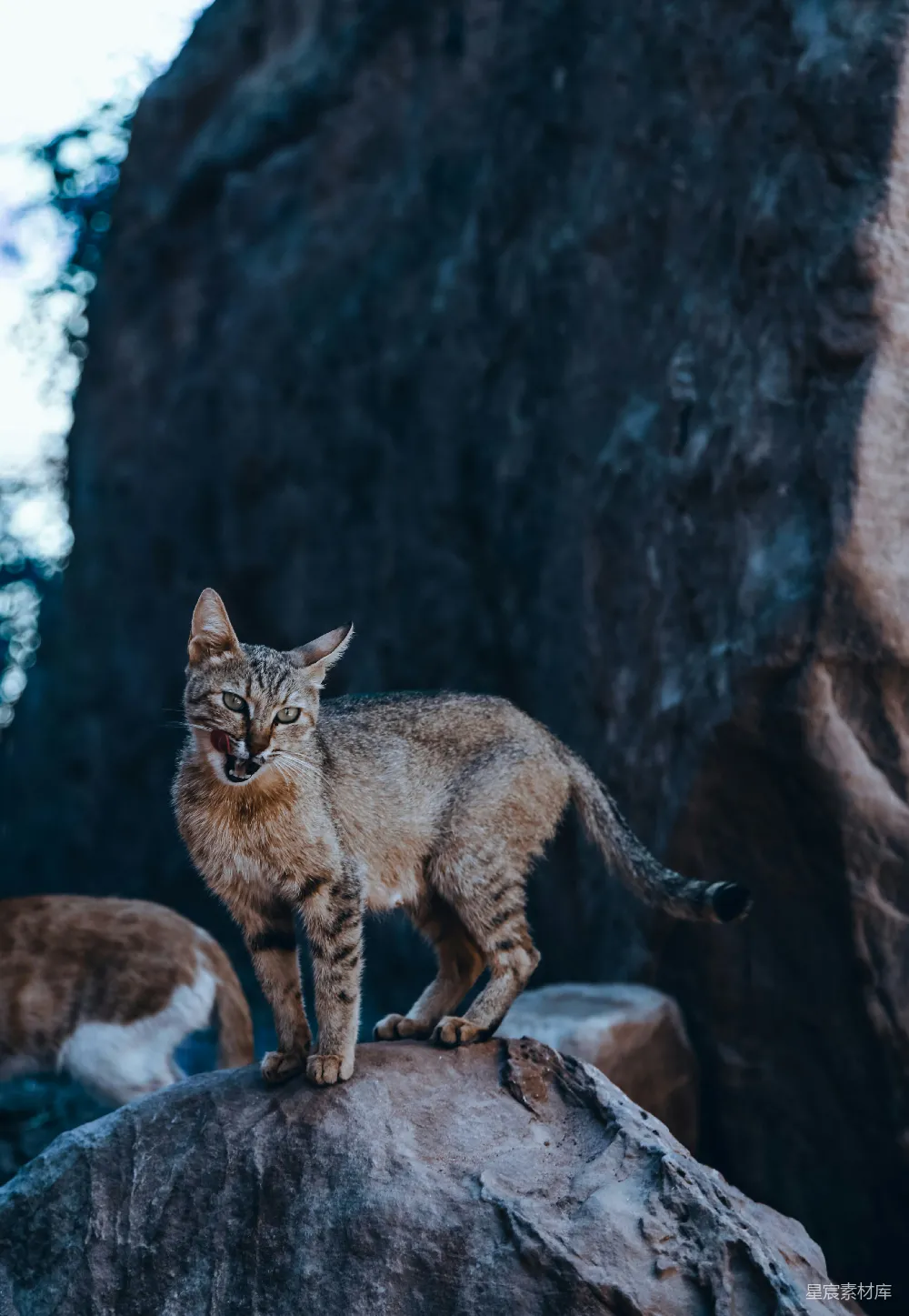 灰猫坐在岩石上