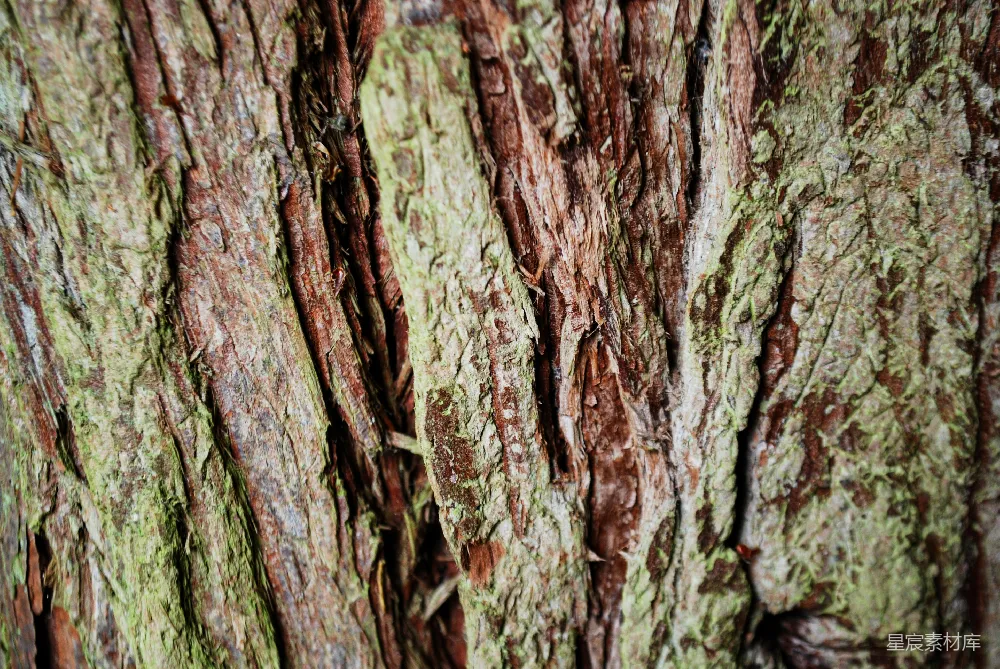 高清摄影  树皮的特写镜头