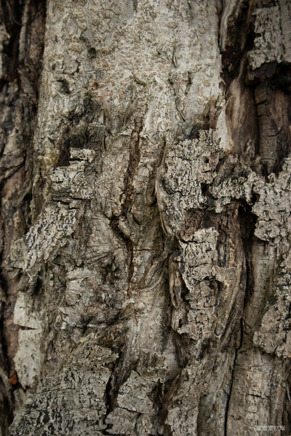 高清摄影  树木树皮的特写照片