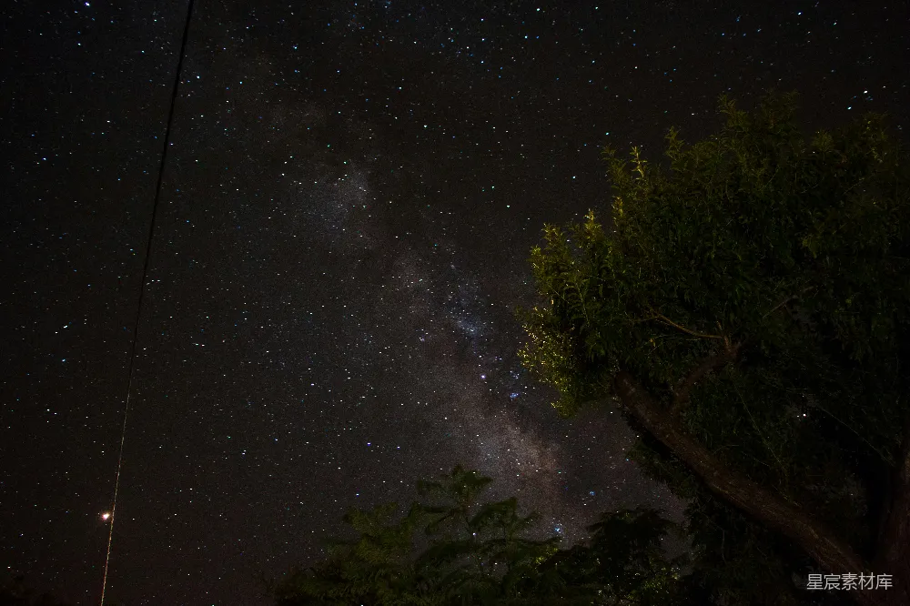 星光下的绿树