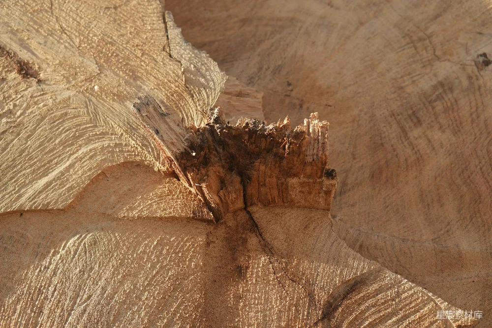 高清摄影  树桩的特写，可以看到明显的年轮。