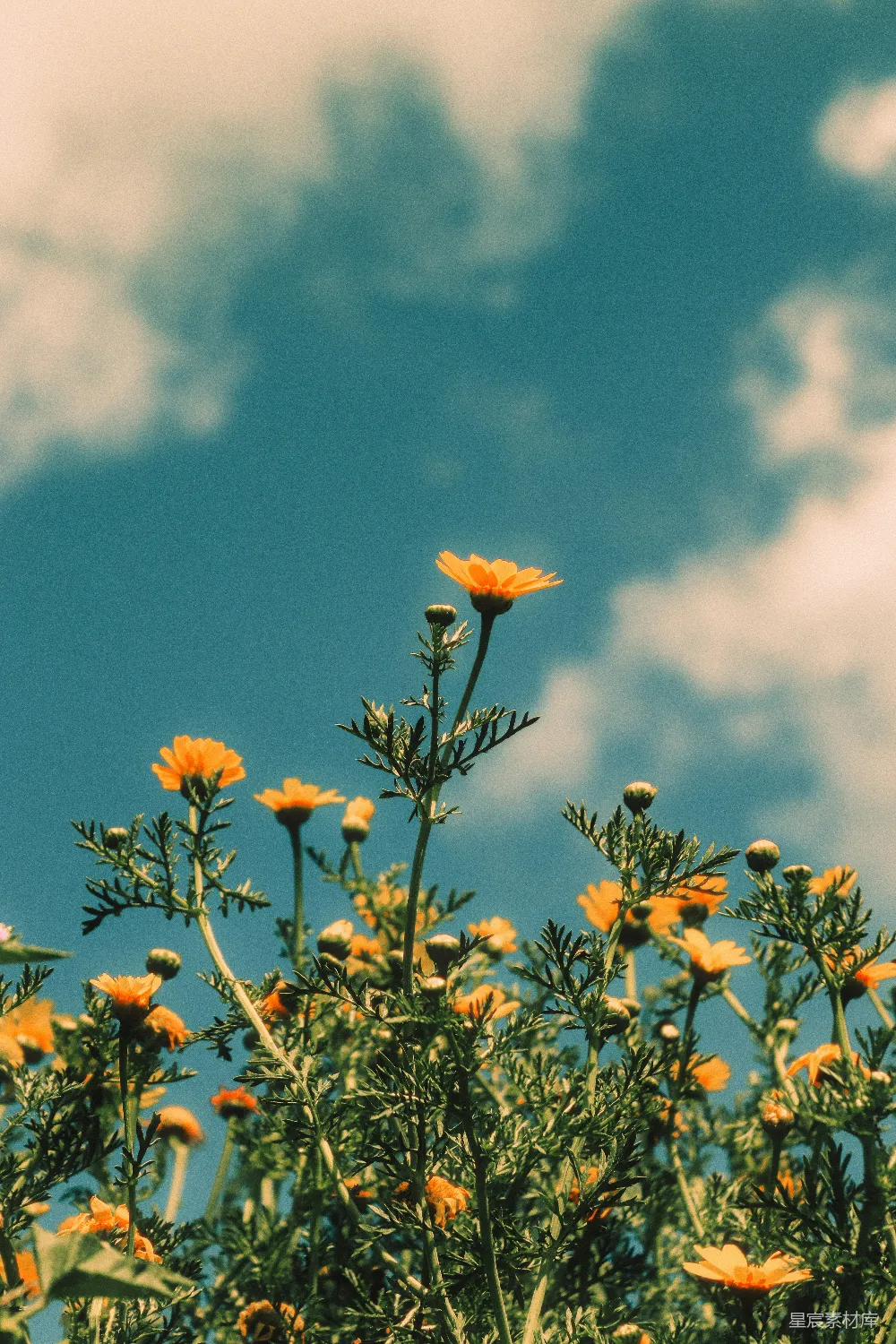 一束生长在草丛中的花