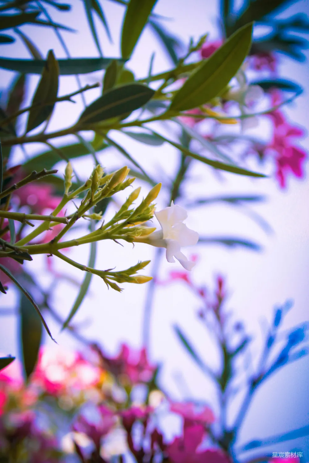 一束插在花瓶里的鲜花