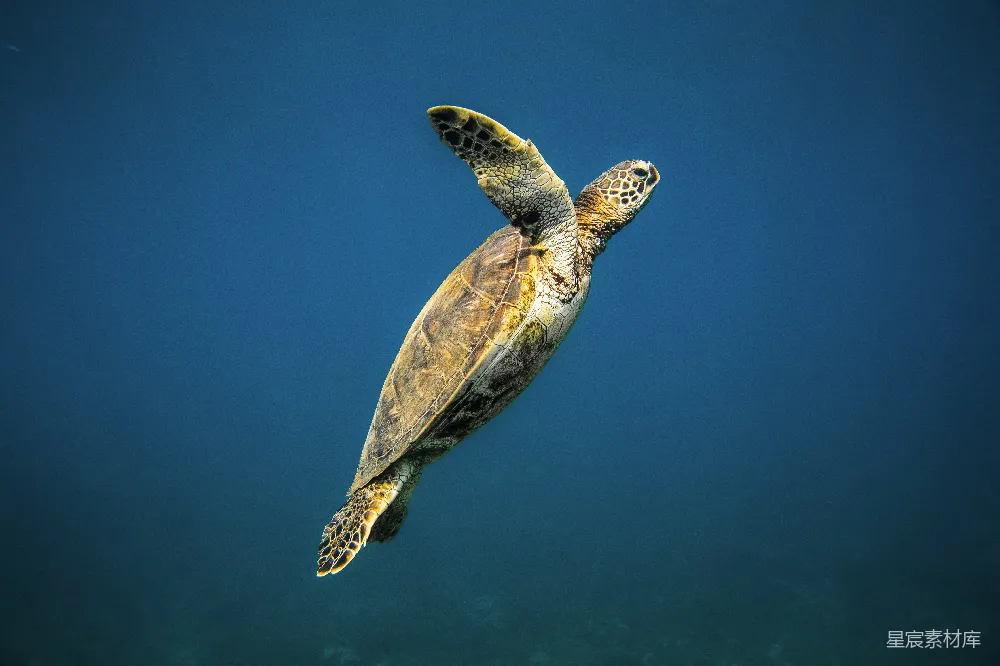 水中游动的 turtles