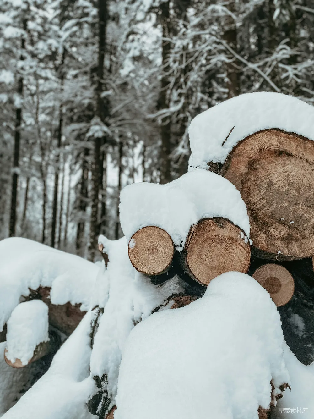 高清摄影  棕色的树桩上覆盖着雪。