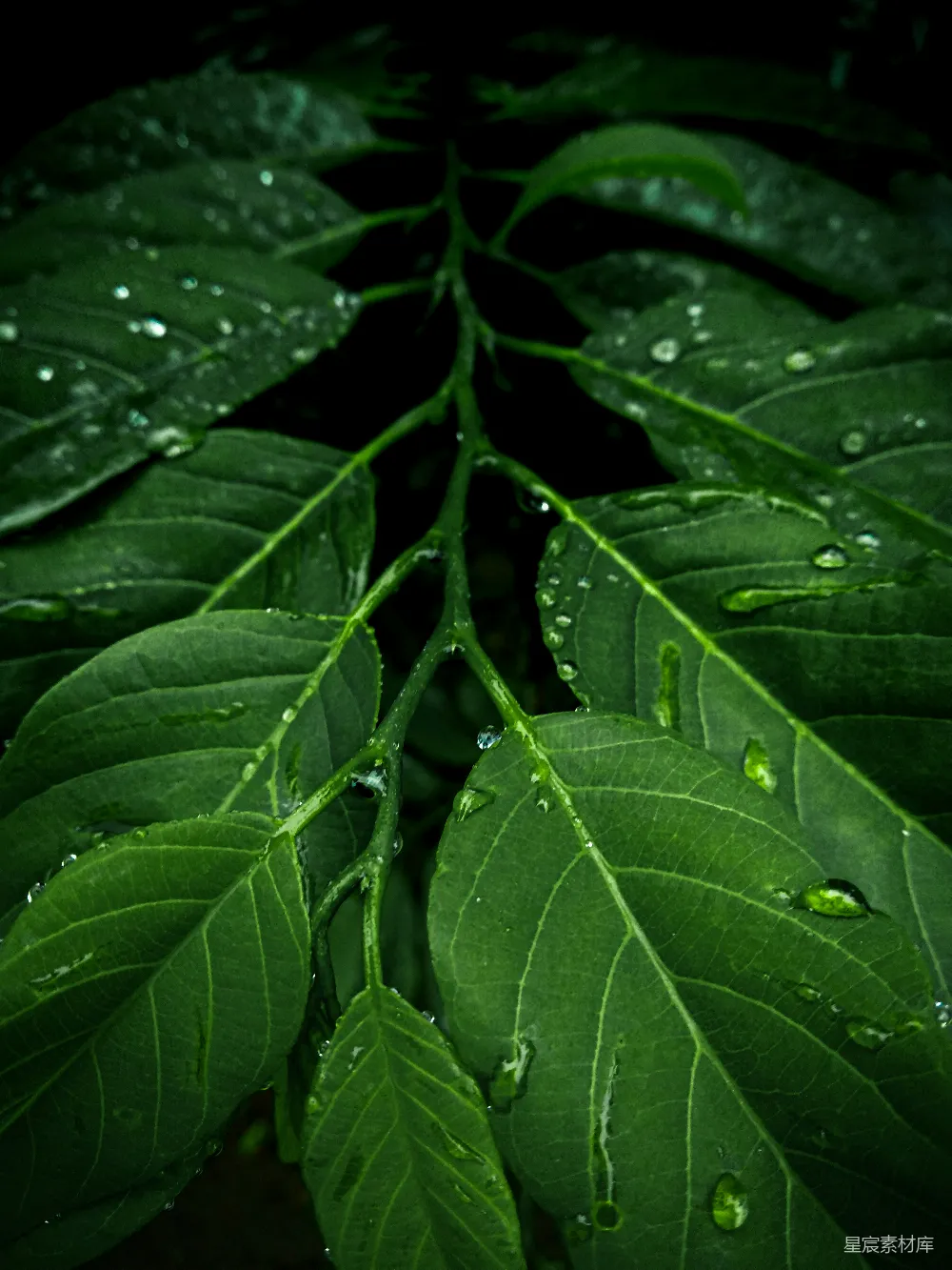 带水珠的绿植物