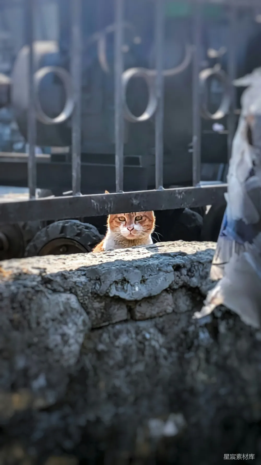一只金丝猫从围栏后面探出头来。