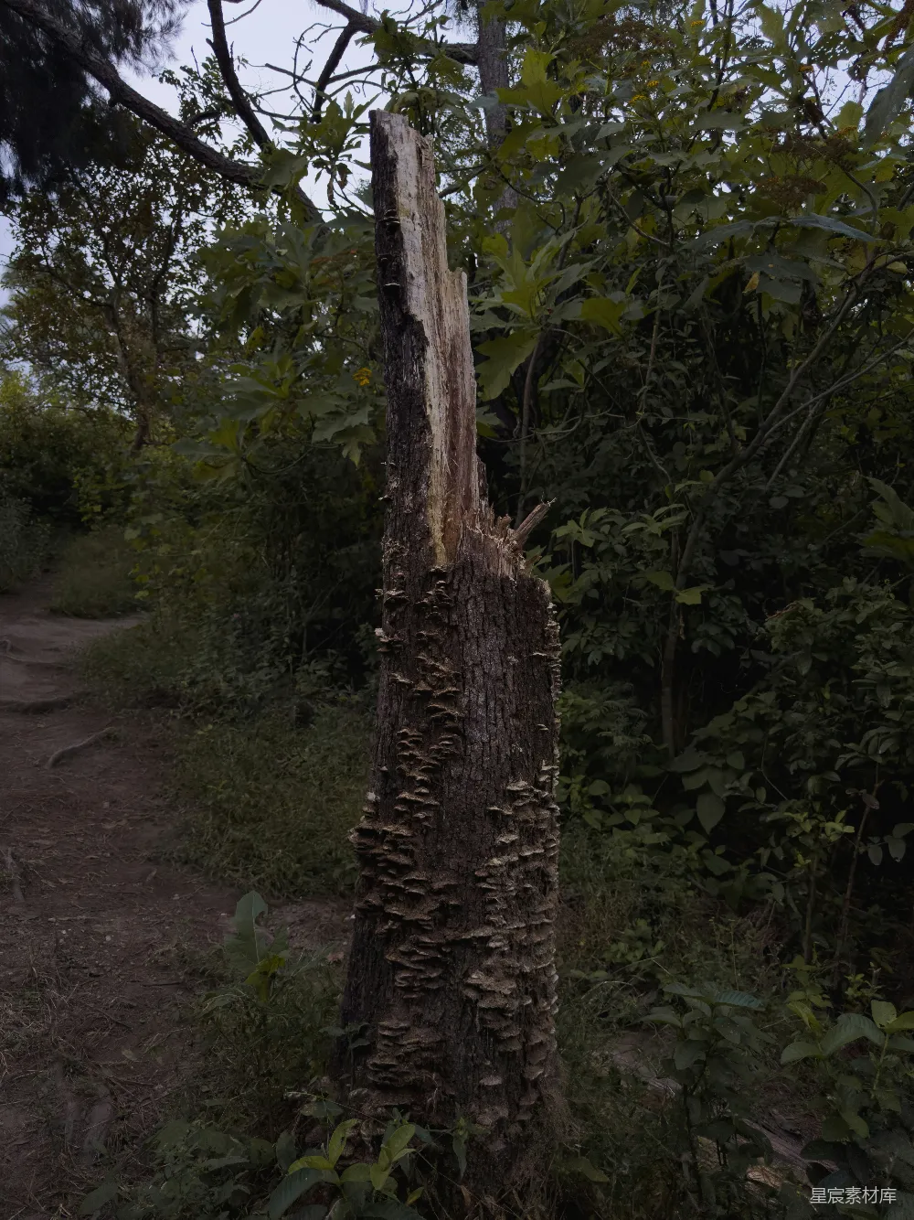高清摄影 自然 一棵在树林中被砍倒的树
