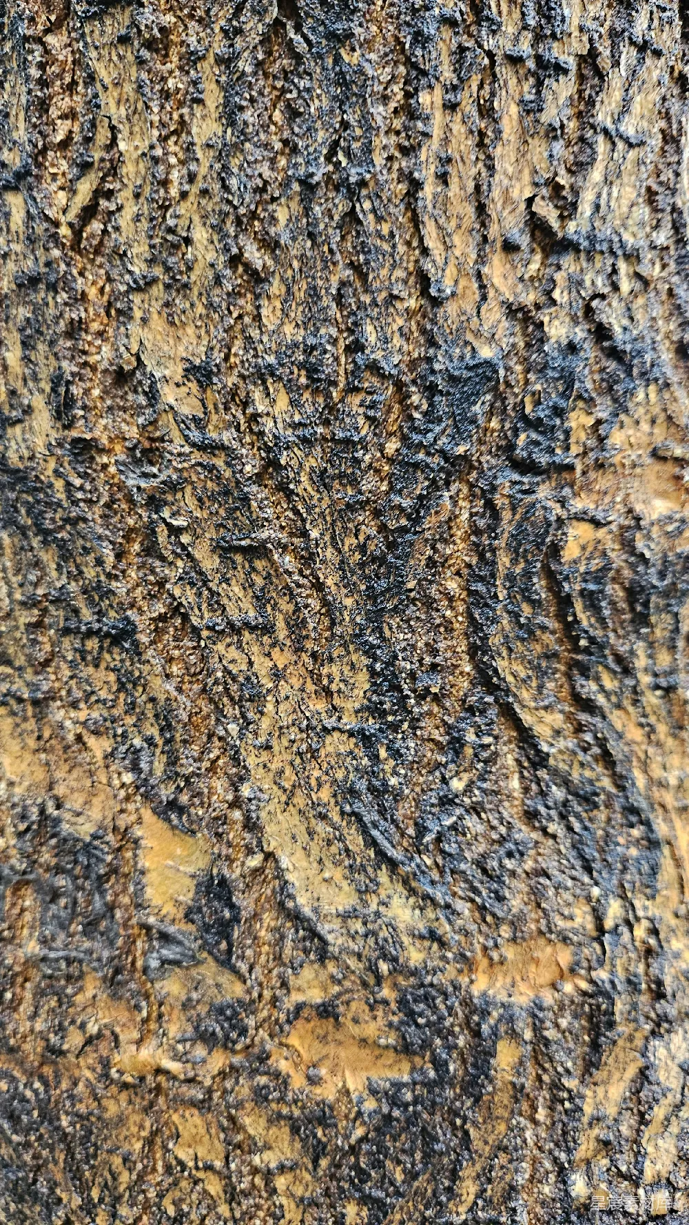 高清摄影  一张树皮纹理的特写照片