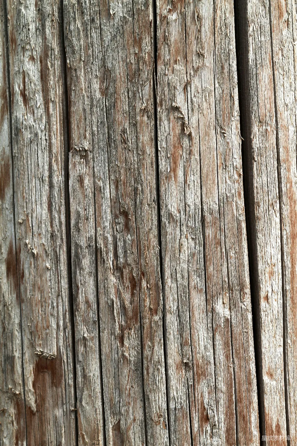 高清摄影  一只鸟栖息在木栅栏杆上